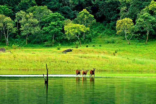 Hill Stations & Backwaters Tour (9 Days)